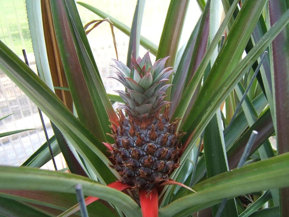 Tropical Fruit Variety Pack 4 Live Exotic Starter Plants F844