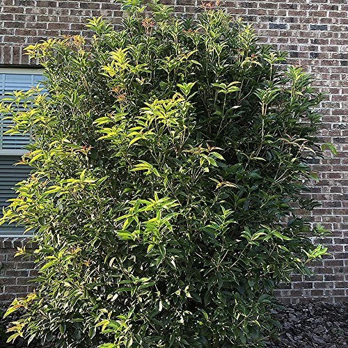 2.25 Gal. Tea Olive Osmanthus M18206