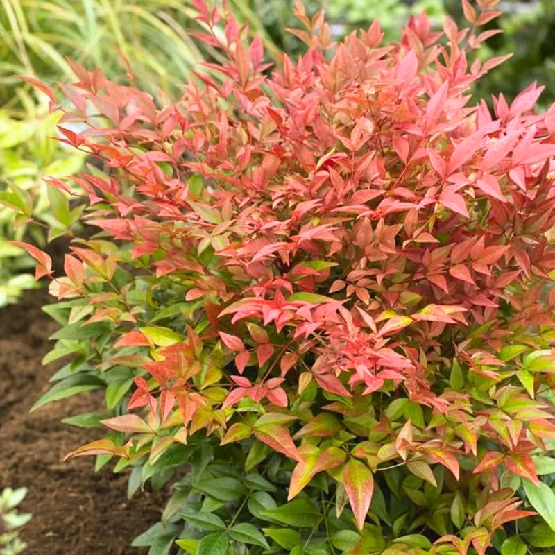 Nandina Shrub Live Plant in Quart Pot R788