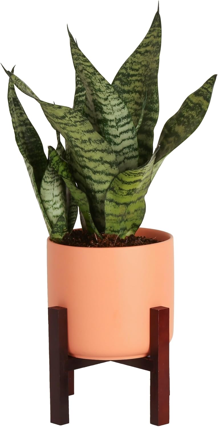 Live Indoor Snake Plant, 12-Inches Tall D4592