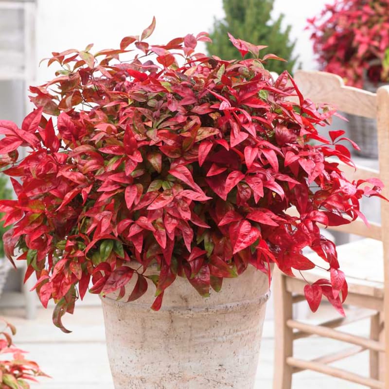 Nandina Shrub Live Plant in Quart Pot R788