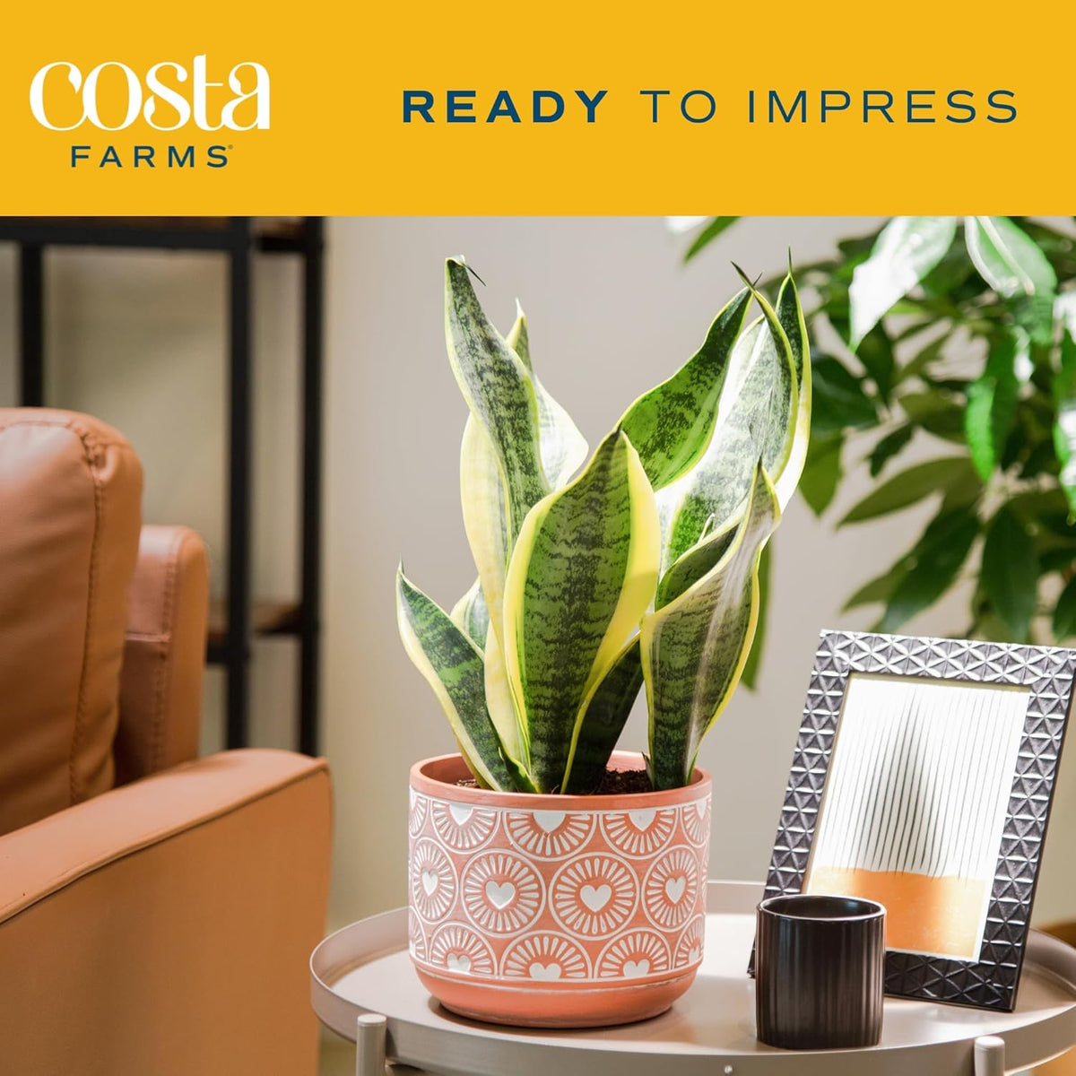 Live Indoor Snake Plant, 12-Inches Tall D4592