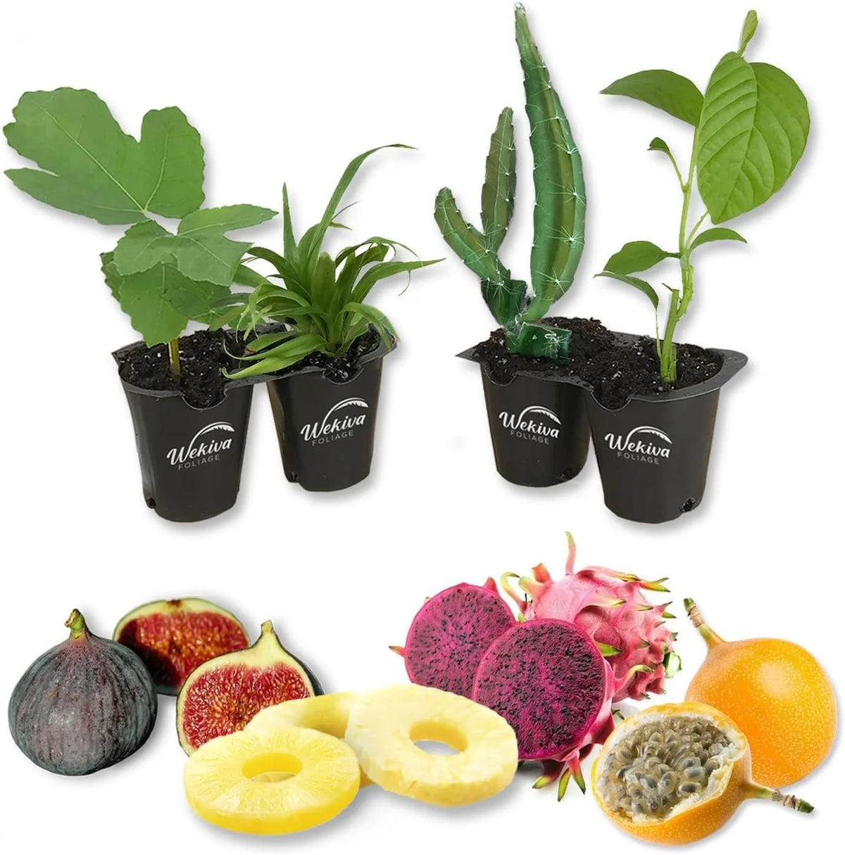 Tropical Fruit Variety Pack 4 Live Exotic Starter Plants F844