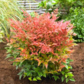 Nandina Shrub Live Plant in Quart Pot R788