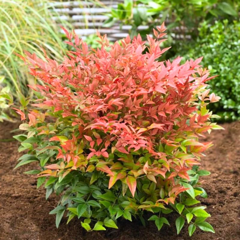Nandina Shrub Live Plant in Quart Pot R788
