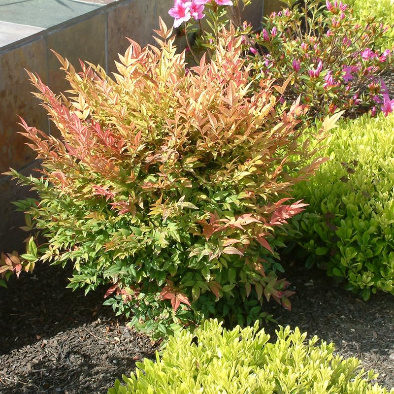 Nandina Shrub Live Plant in Quart Pot R788