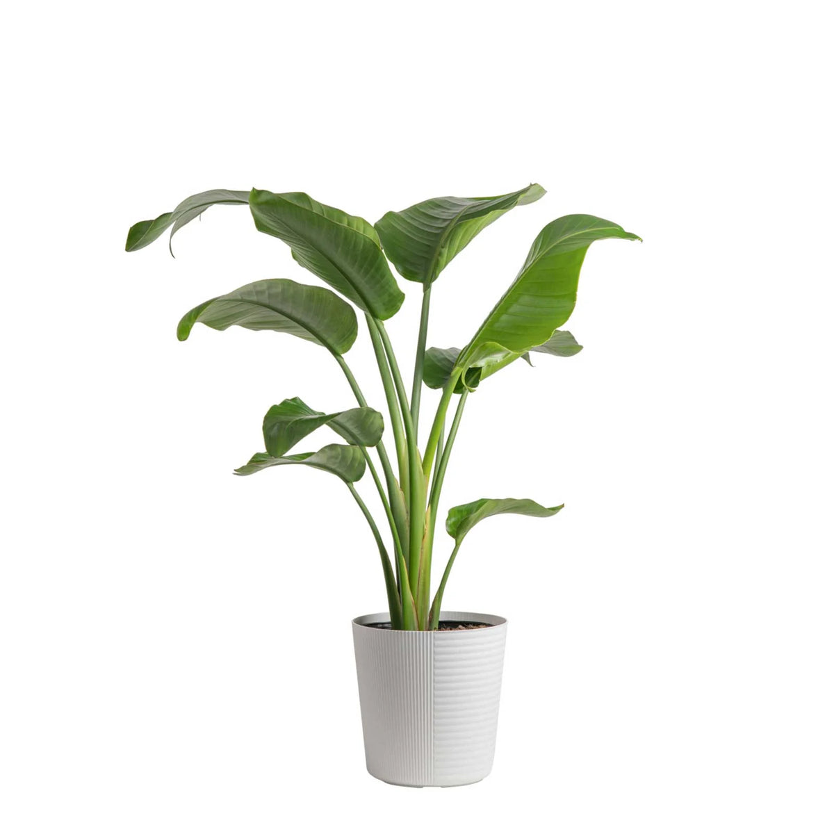White Bird of Paradise Plant in White Pot Q893