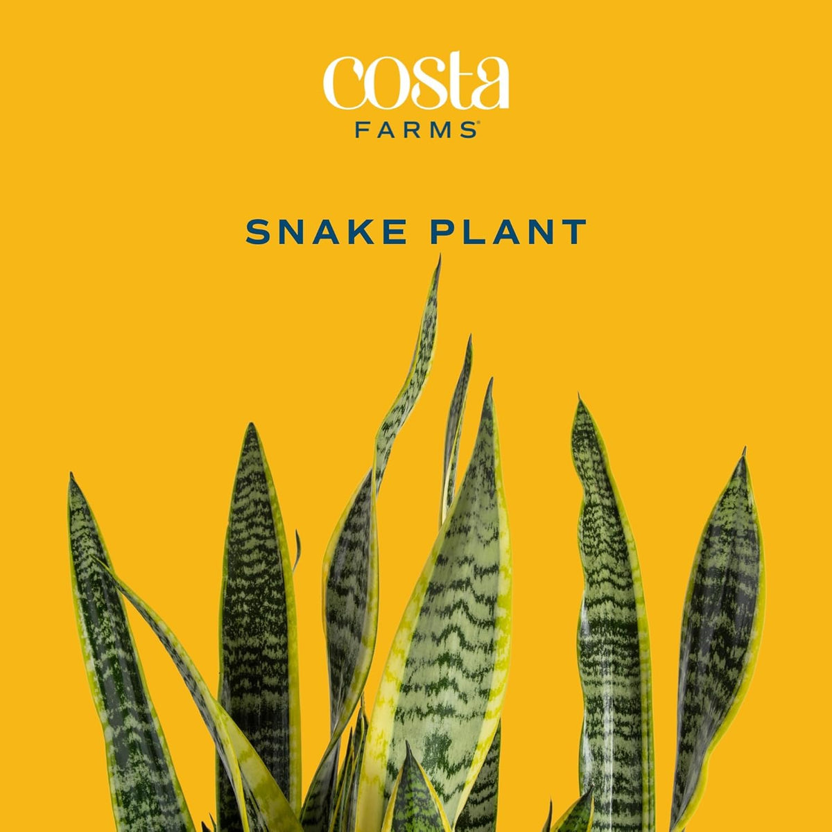 Live Indoor Snake Plant, 12-Inches Tall D4592