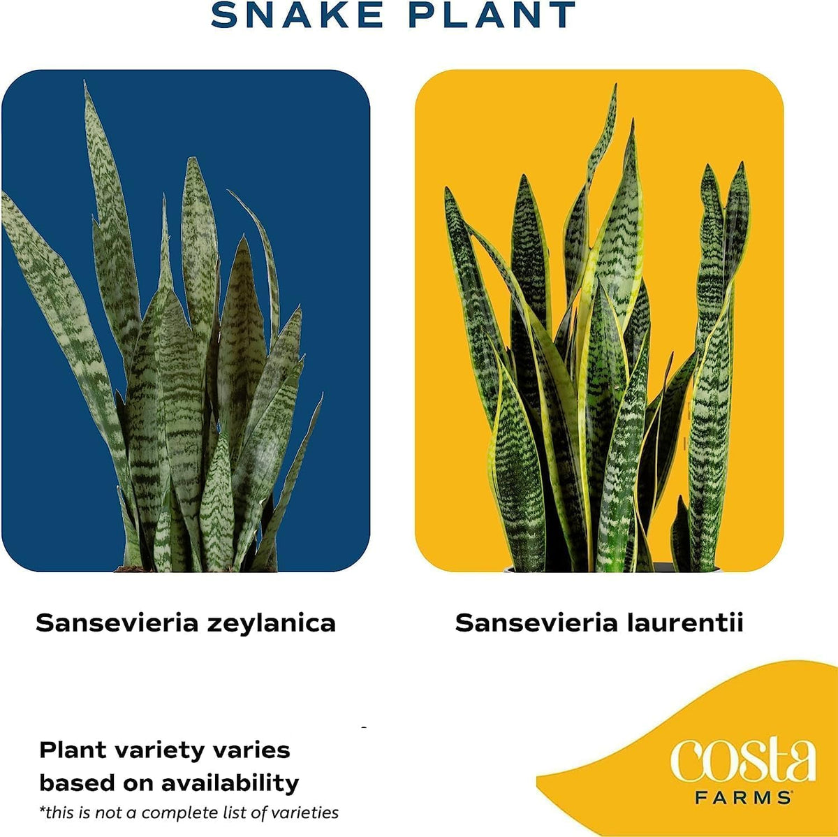 Live Indoor Snake Plant, 12-Inches Tall D4592