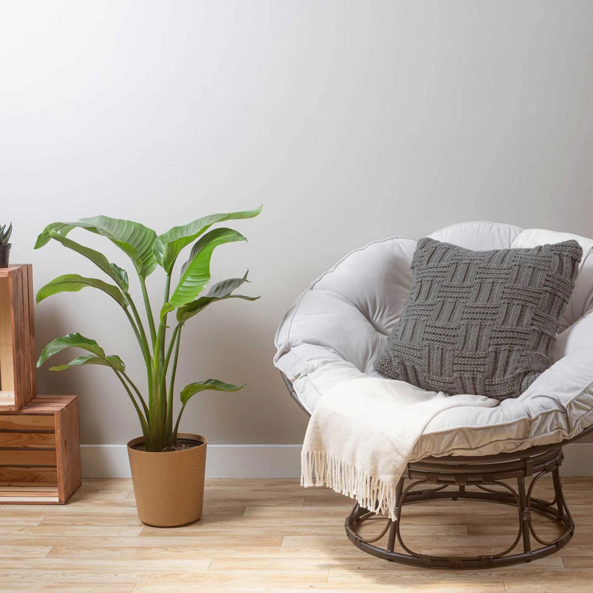 White Bird of Paradise Plant in White Pot Q893