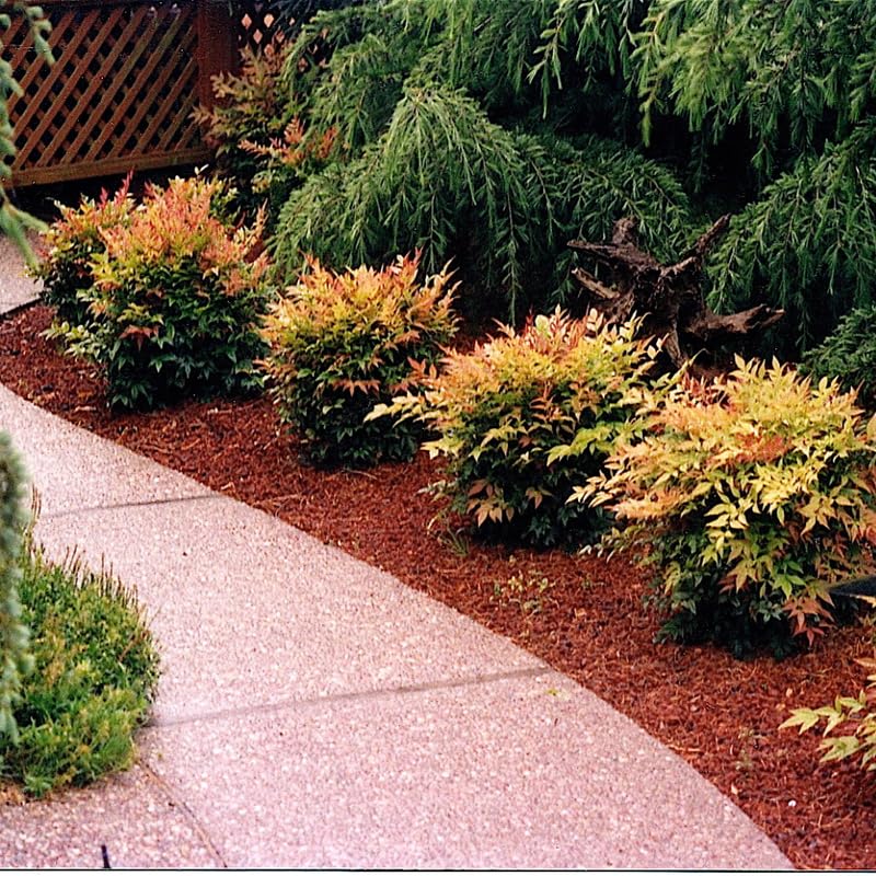 Nandina Shrub Live Plant in Quart Pot R788