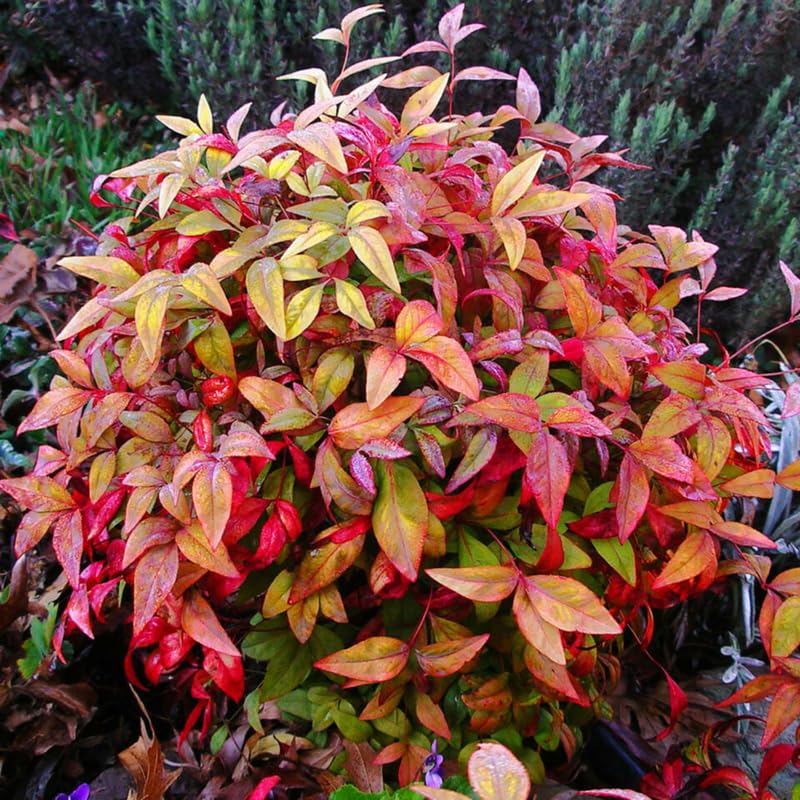 Nandina Shrub Live Plant in Quart Pot R788