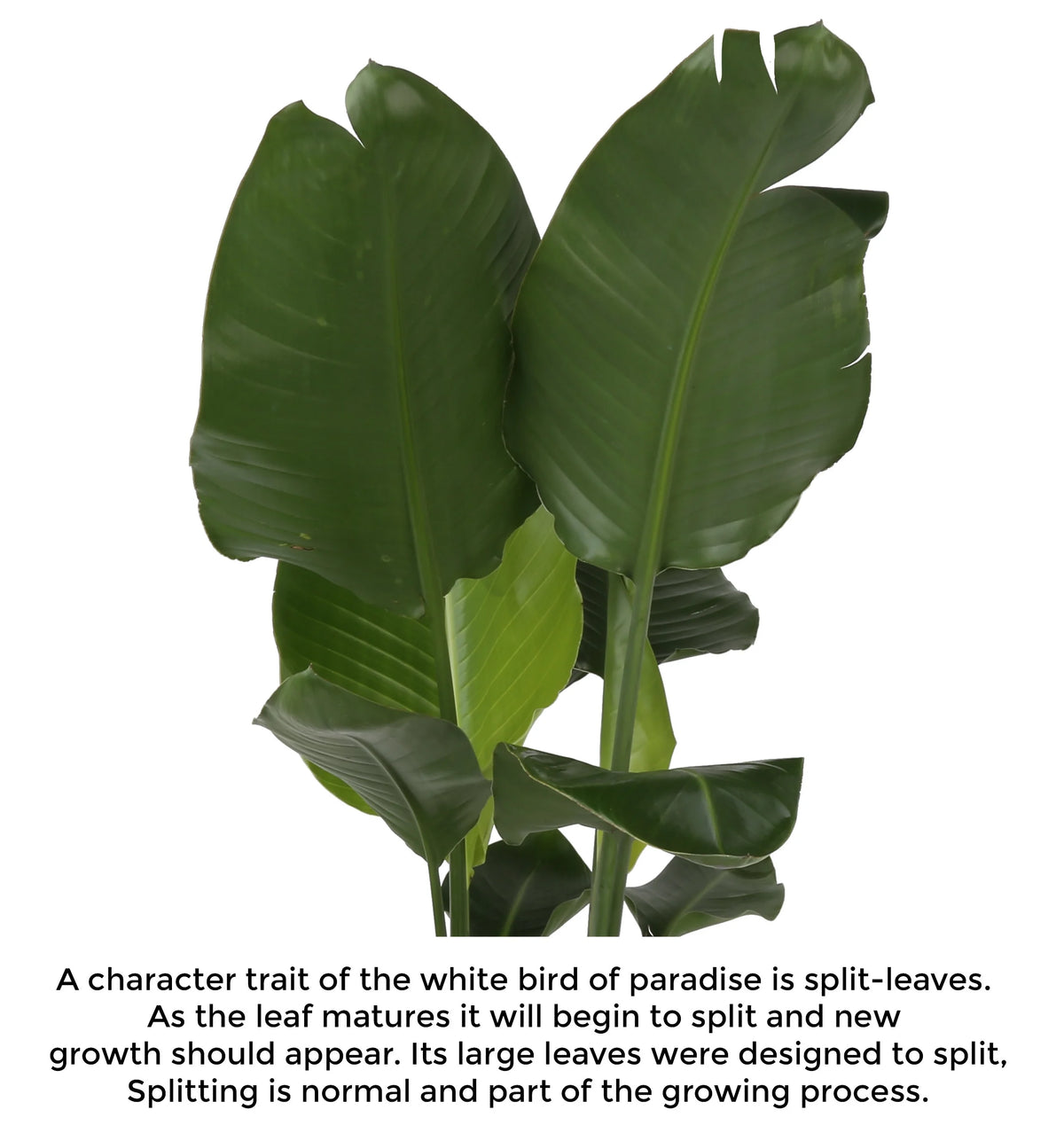 White Bird of Paradise Plant in White Pot Q893