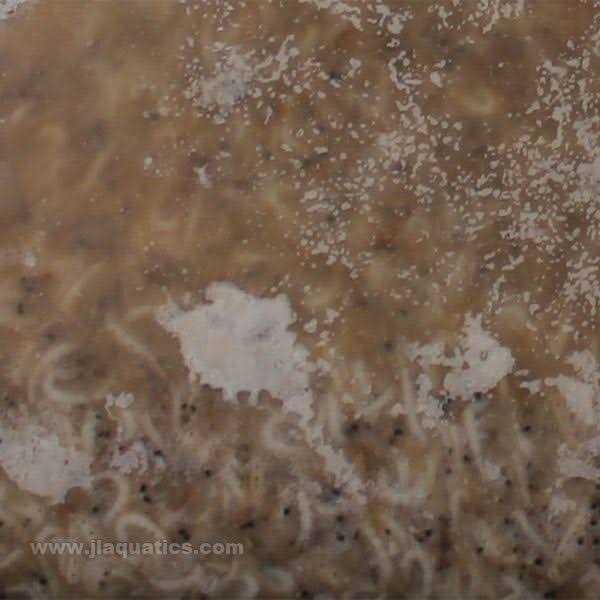 Frozen Mysis Shrimp S3422